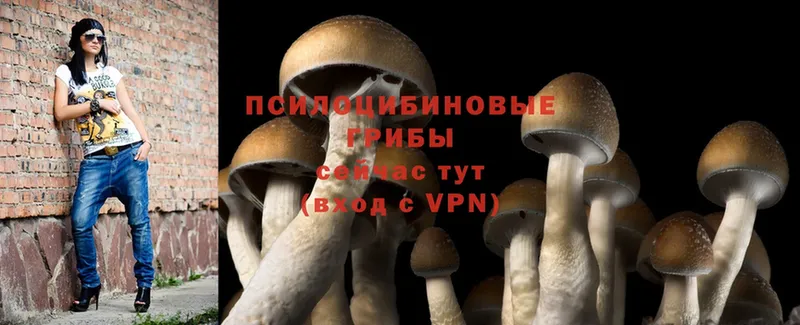 кракен маркетплейс  где найти наркотики  Нытва  Псилоцибиновые грибы Psilocybe 